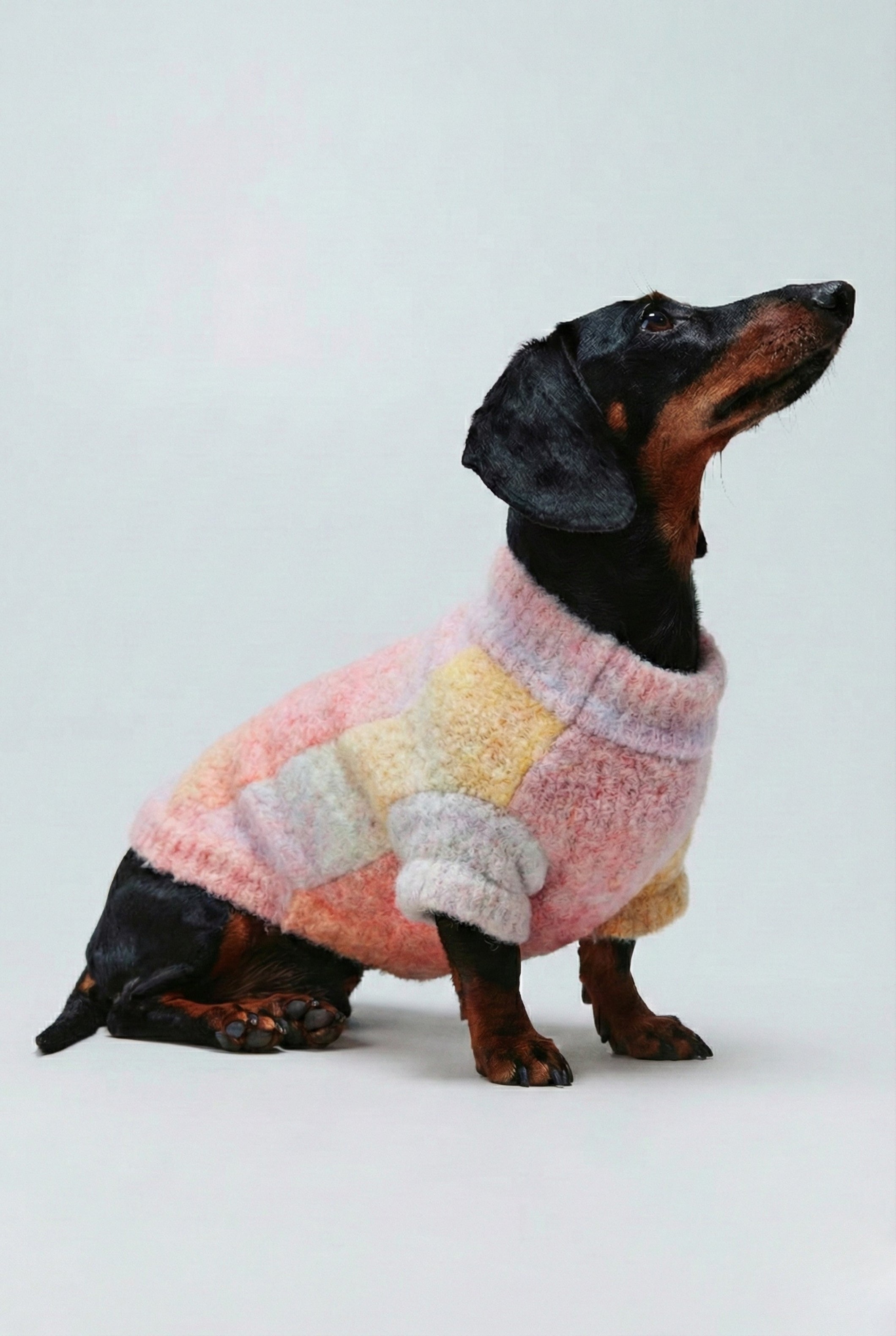 Sueter mascota degradado MULTICOLOR