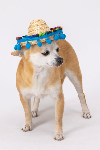 Sombrero para mascota mexicano mascota chico AZUL