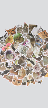 Set 50 stickers gatos memes