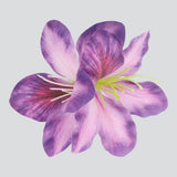 MORADO