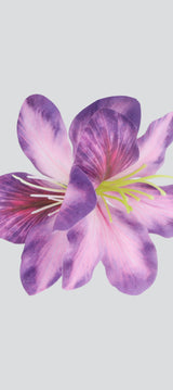 MORADO