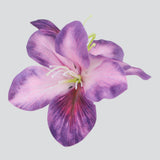 MORADO