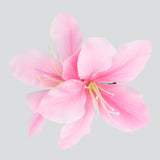 PALO DE ROSA