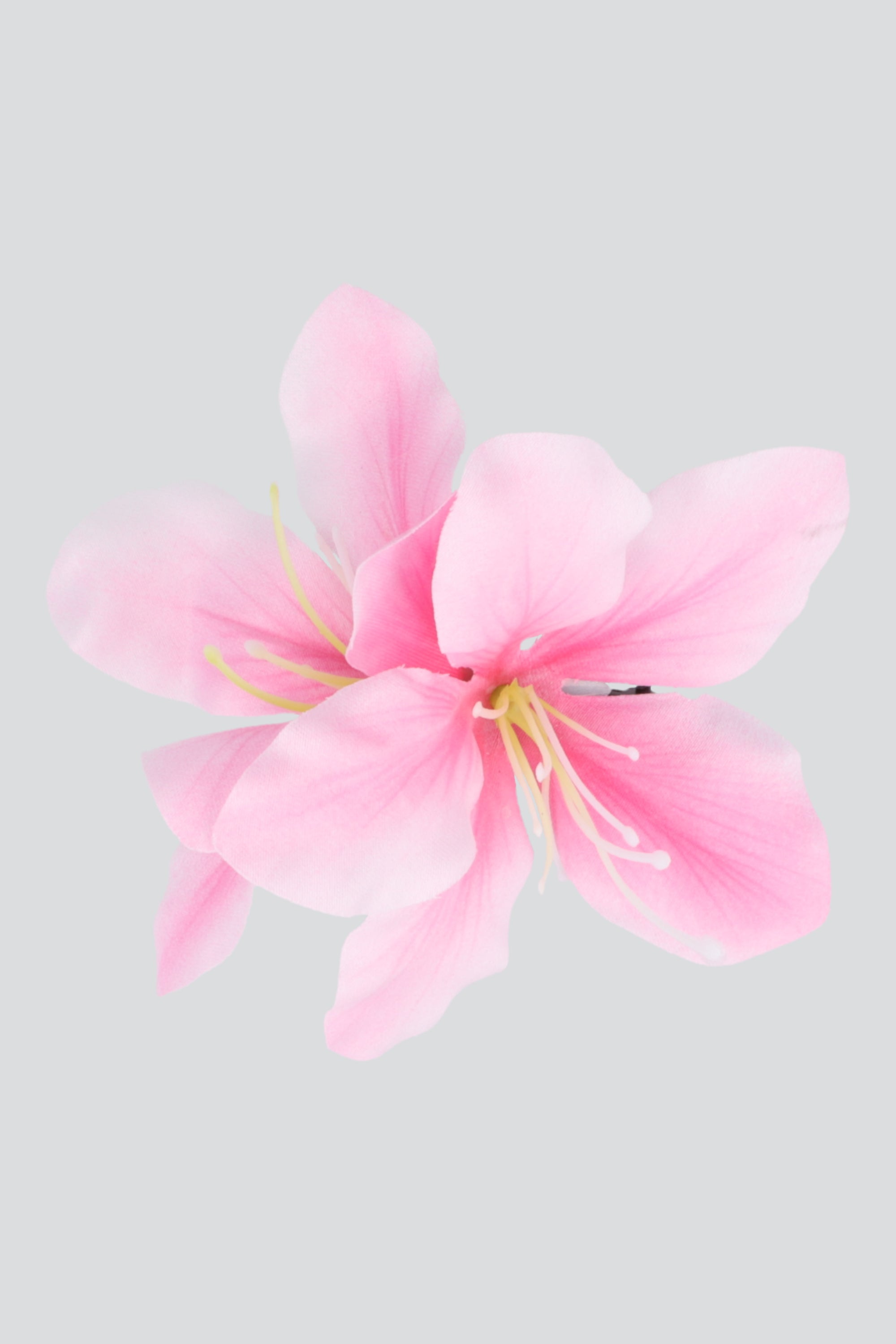 PALO DE ROSA