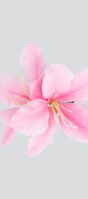 PALO DE ROSA