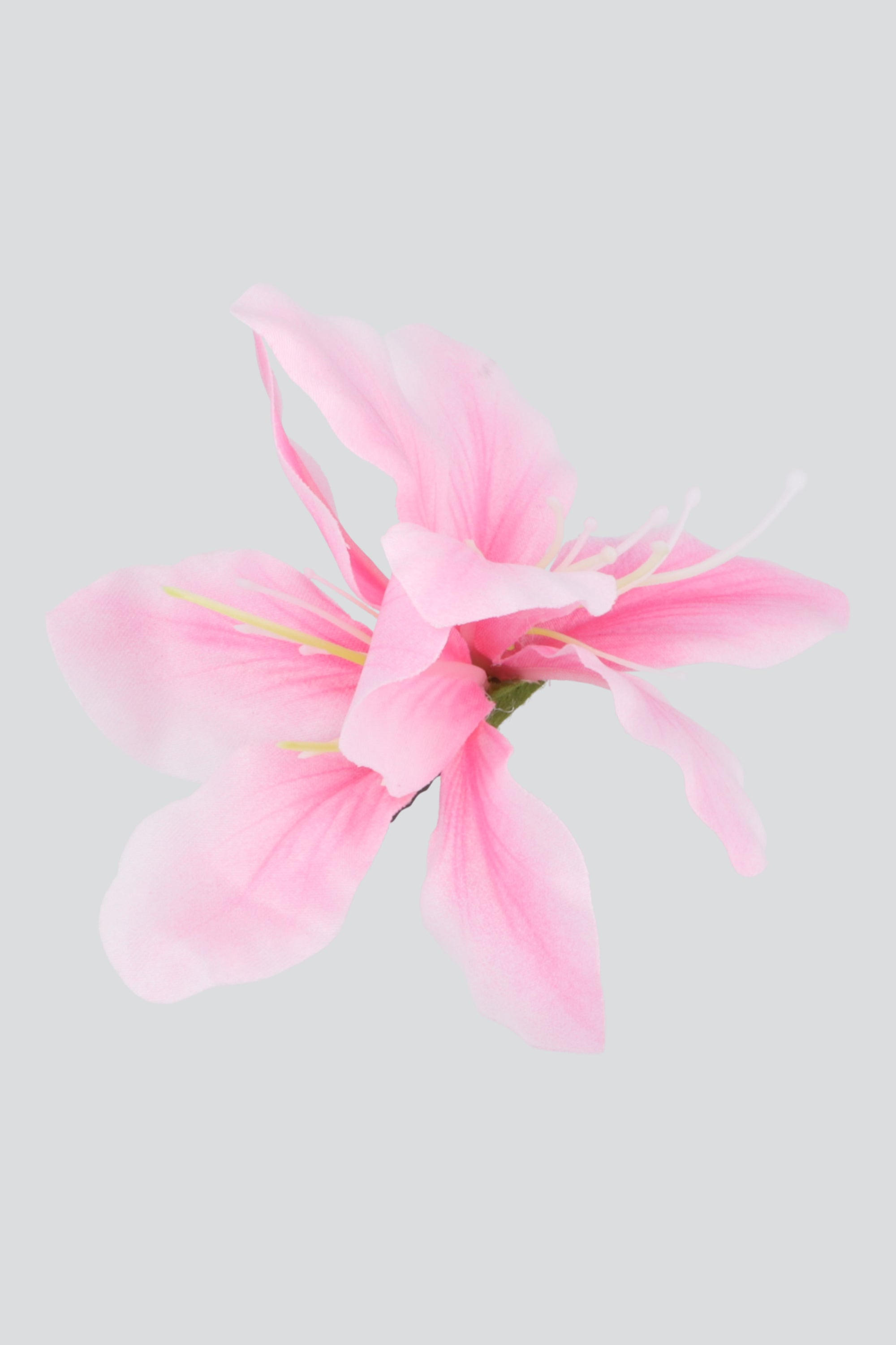 PALO DE ROSA