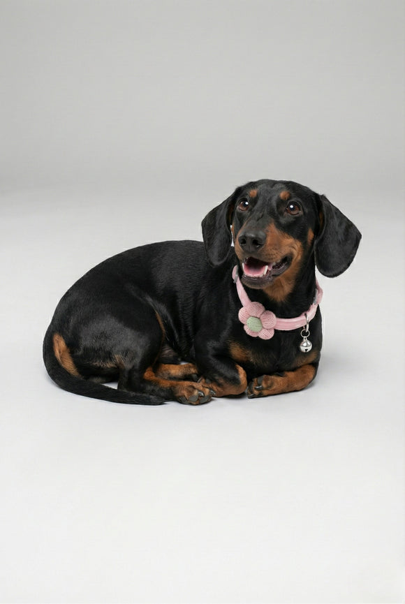 Collar Para Mascota Flor Cascabel Chico